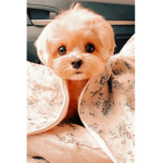 Lesliequinee