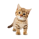 cattyclothes