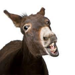 Donkey Humans