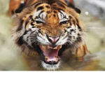 TheTigerClub