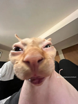 the um uh ummm uhh