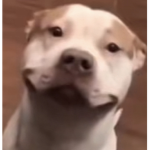 speeddog