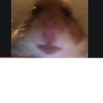 Doge/Humans group (join if u want)