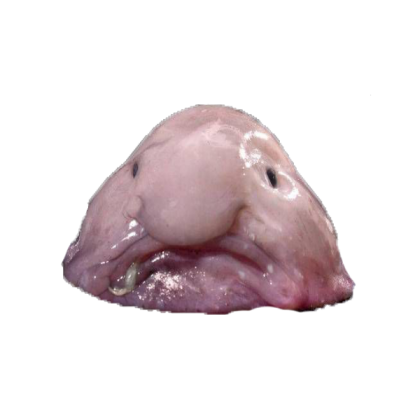 blob fish Roblox decal