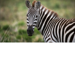 ZebraFam