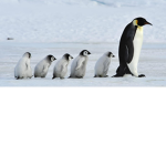 Penguin and tanqr