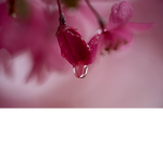xxflowerz