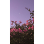 {~Aes.thet.ic~}