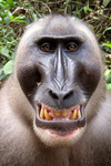 Ben the monkey