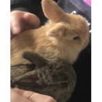 Rabbit army’s