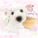 puppetti