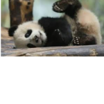 Abex PANDA squad! Group Thumbnail