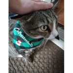 .Cats Are Amazing <3