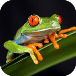 frog mettings