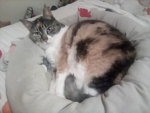 Calico Cats Fan Group