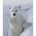 Ellie’s polar bears :)