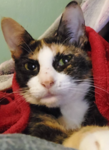 Patchy cat Group