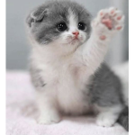 Kitten shines