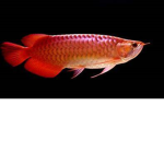 da_fish Group