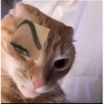$oja Brat$