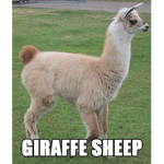 Giraffe Sheep!