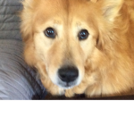 Help the dogs