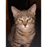 I love my kitties and cats