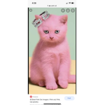 Pink little kittys