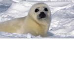 save the sea animals