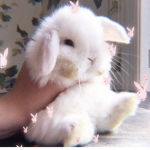 BUNNYPAWS