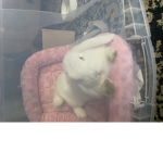 llama peeps groups