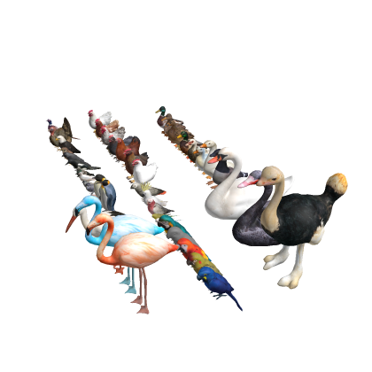 Bird