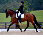 MightyHorses