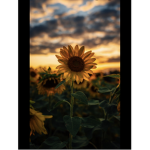 The sunflower should