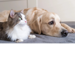 Dog cats and others