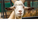 #Goat Army