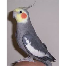 BIRD BIRB HANGOUT 2
