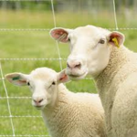 Sheepie's fan group