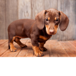 Adoptme_lover55567