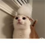 golden_cats