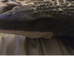 Mosasaurs Group