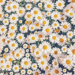 Daisy Hangout