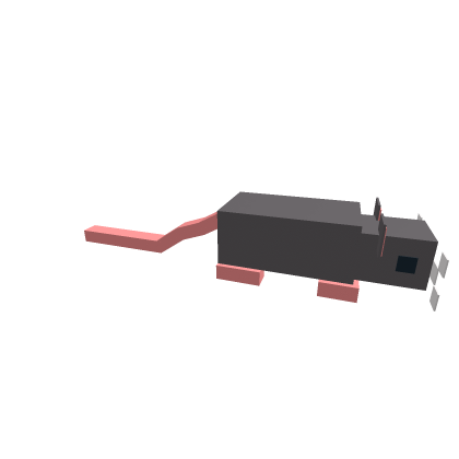 cute rat 