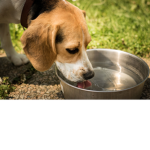 DoG WateR.