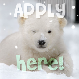 🐣 Apply now 💛