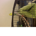 Rex the budgie.