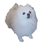 BORK GODS