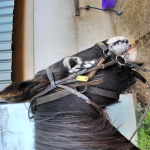 |~ OAKFIELD EQUESTRIAN ~|