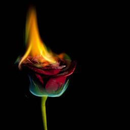 🌹sad🌹