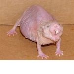 the best mole rat club